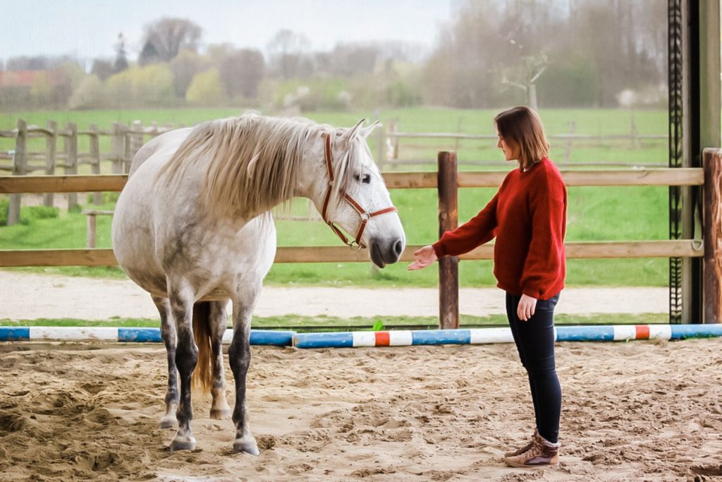 Kheiron | Equine Assisted Learning | Individuele coaching