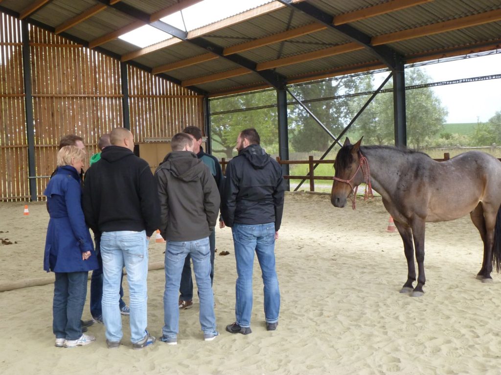 Kheiron | Equine Assisted Learning | Workshop in company