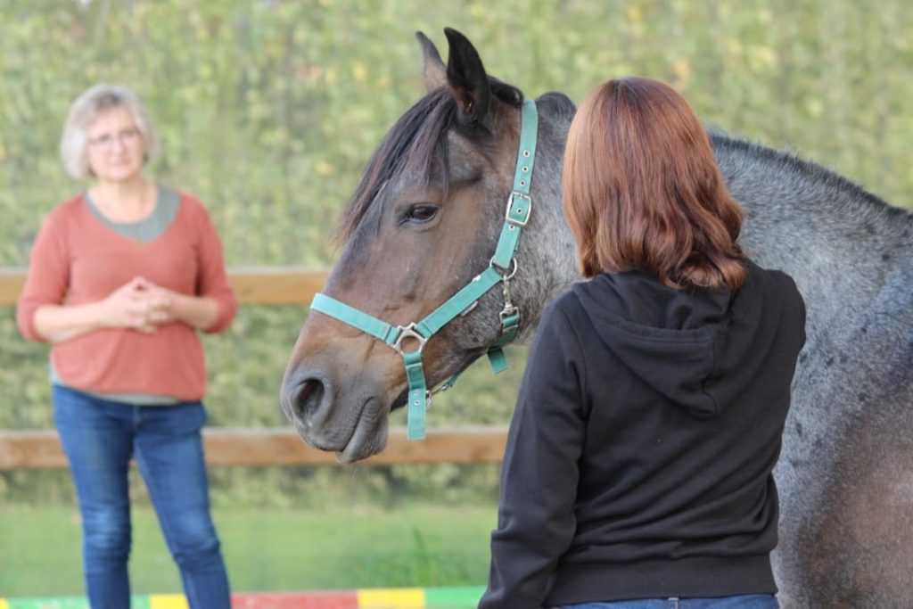 Kheiron | Equine Assisted Learning | Individuele coaching