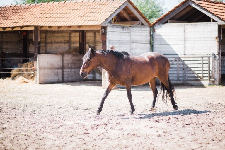 Kheiron | Equine Assisted Learning | Peruaanse Paso