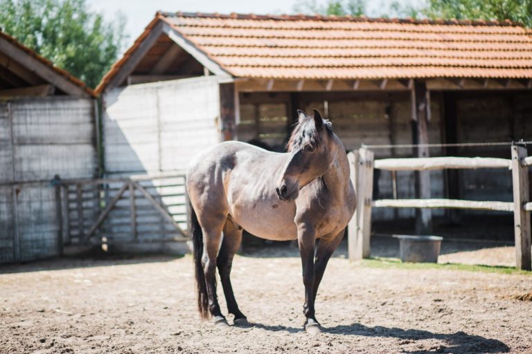 Kheiron | Equine Assisted Learning | Peruaanse Paso