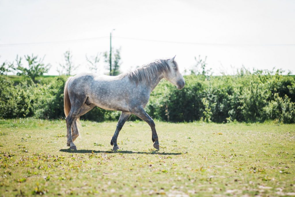 Kheiron | Equine Assisted Learning | Cartujano