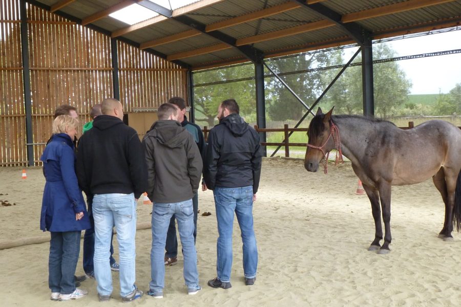 Kheiron | Equine Assisted Learning | Workshop in company